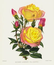 The Rose Garden: Madame Lambard, Tea Scented